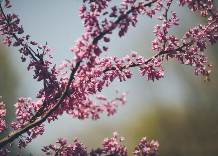 Cherry Blossoms